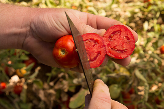 A tomato freshly sliced open evenly and opened so you can see the inside of both halves while a person's hand holds it. 